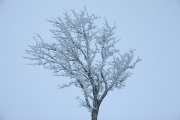 雪景色