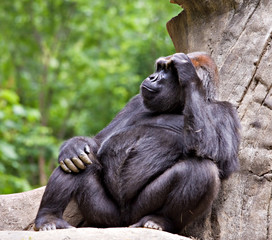 Naklejka premium Gorilla