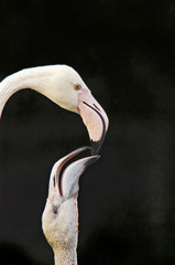 Feeding of Young Flamingo