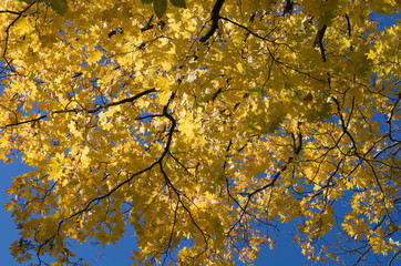 Golden maple