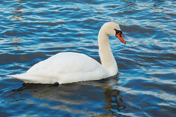 Fototapeta premium White swan.