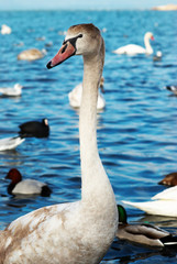 Obraz premium White swan.