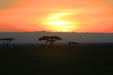 Fototapeta na wymiar Tansania - Serengeti