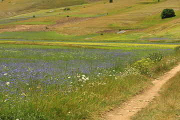 Castelluccio di Norcia. Il verde.