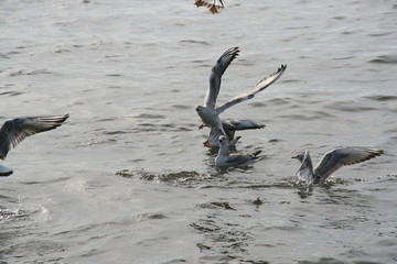 mewy  8 © Tomasz Sergej