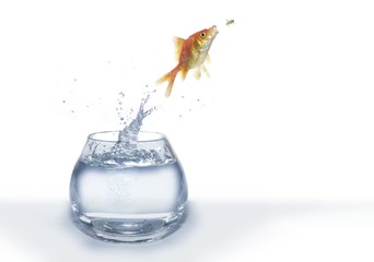 gold hunting on fly fish