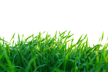 Fototapeta premium green lawn