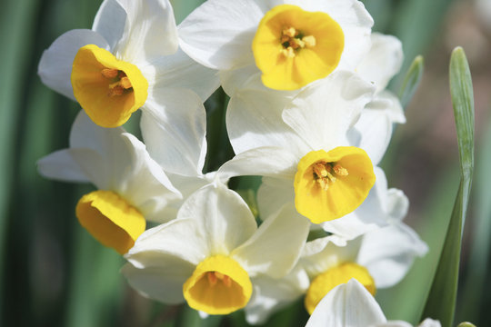 40 Best 白水仙 Images Stock Photos Vectors Adobe Stock