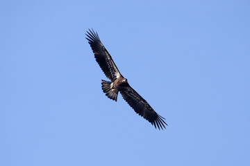 Juvenile American Bald Eagle