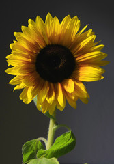 Sonnenblume