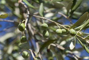 Ulivo