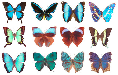Obraz na płótnie Canvas Niektóre różne motyle na białym