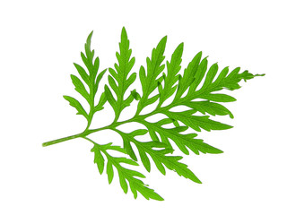 leafs of grass isolated