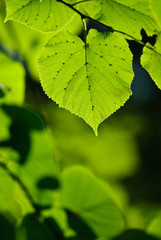 Green leaf in mystic light