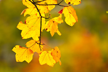 leaf in autumn colour