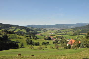 Oberried