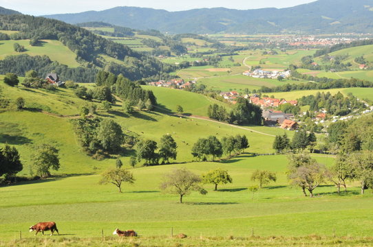 Oberried