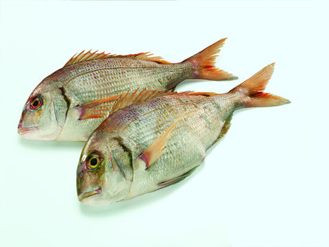 Bandbrasse (Fisch)