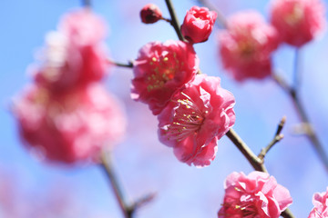 青空と紅梅