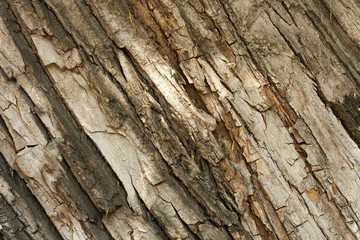 Bark
