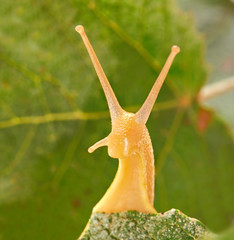 Snail on fresh leaf