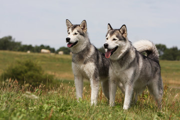 deux alaskan malamute de trois quart regardant au loin.joyeux