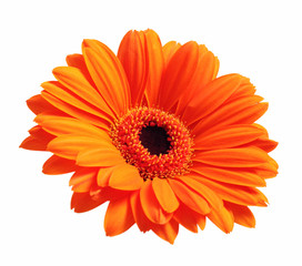 Blume