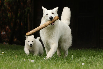 maman berger blanc suisse et son chiot tenant un baton.jeu