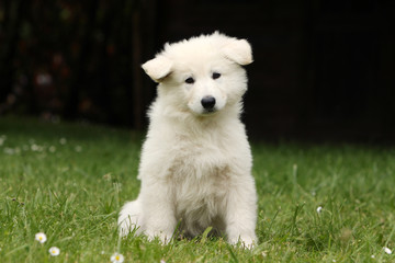 chiot berger blanc suisse assis de face la tete tournée.mignon