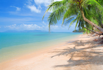 Obraz na płótnie Canvas beach with coconut palm and sea