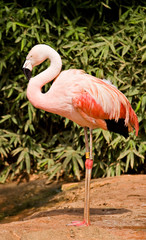 Pink flamingo
