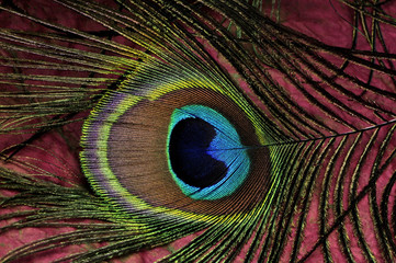 Obraz premium one peacock plume