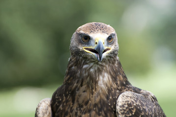 Golden eagle portrait