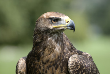 Golden eagle portrait