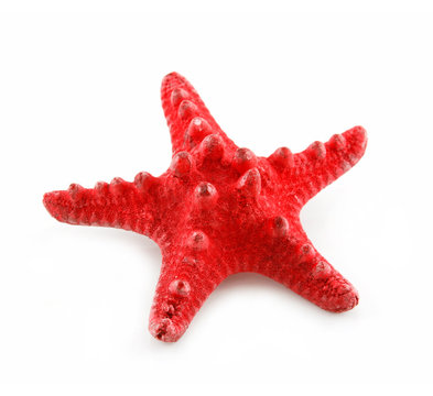 Red Starfish Isolated on a White