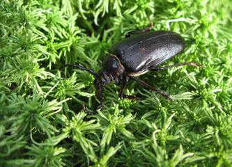 large beetle in moss