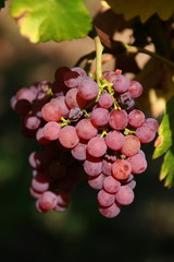 Grappe de raisin