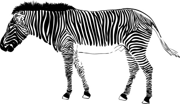 vector - zebra isolated on background