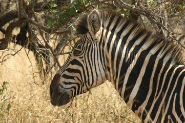 tete de zebre