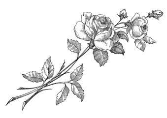 Rose vector