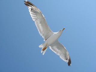 Seagull flying higher