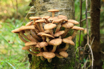 Honey agarics on a tree