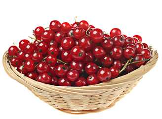 Red currant
