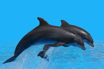 Crédence de cuisine en verre imprimé Dauphins Delfin