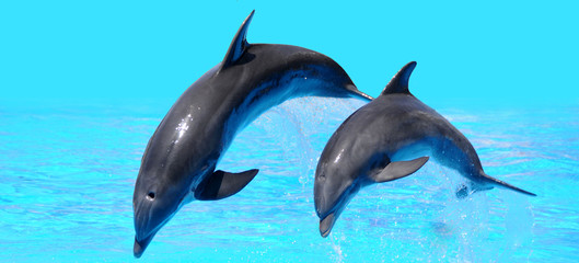 Delfin © Stefan Richter