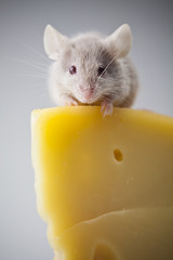 Little animal - mouse