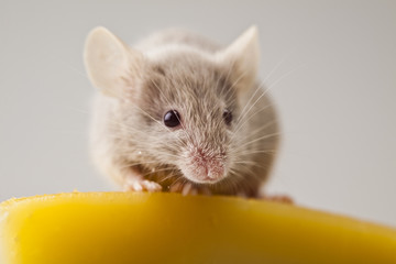 Rat
