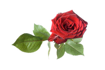 Fototapeta premium rose