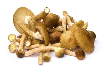 Honey mushrooms