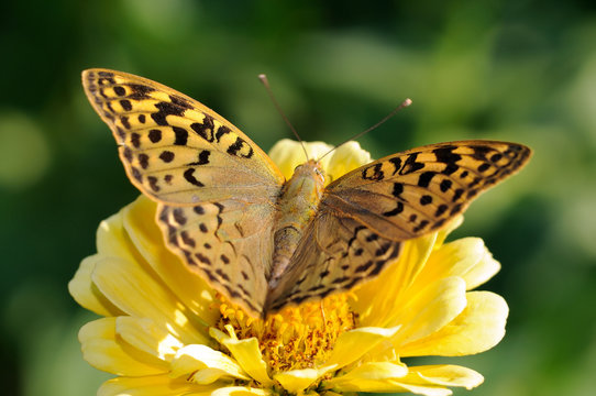 Fritillary